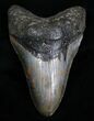 Inch Megalodon Tooth #4357-1